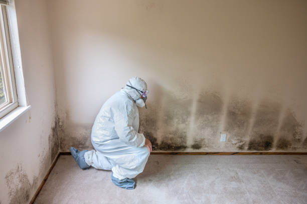Best Residential Mold Remediation in Carey, ID